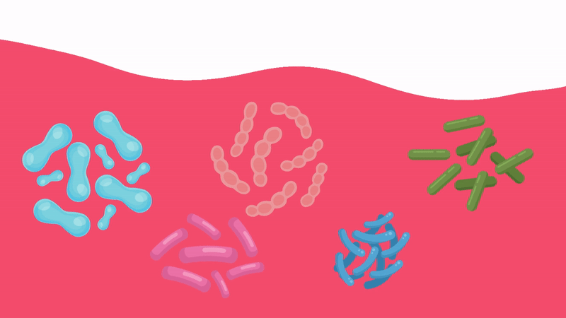 SIBO ARMOUR VIDEO SIBO ARMOUR VIDEO